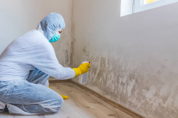 Licensed Mold Remediation service in Danvers, IL - WQB Mold Removal